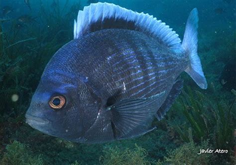 Spondyliosoma Cantharus o Chopa .